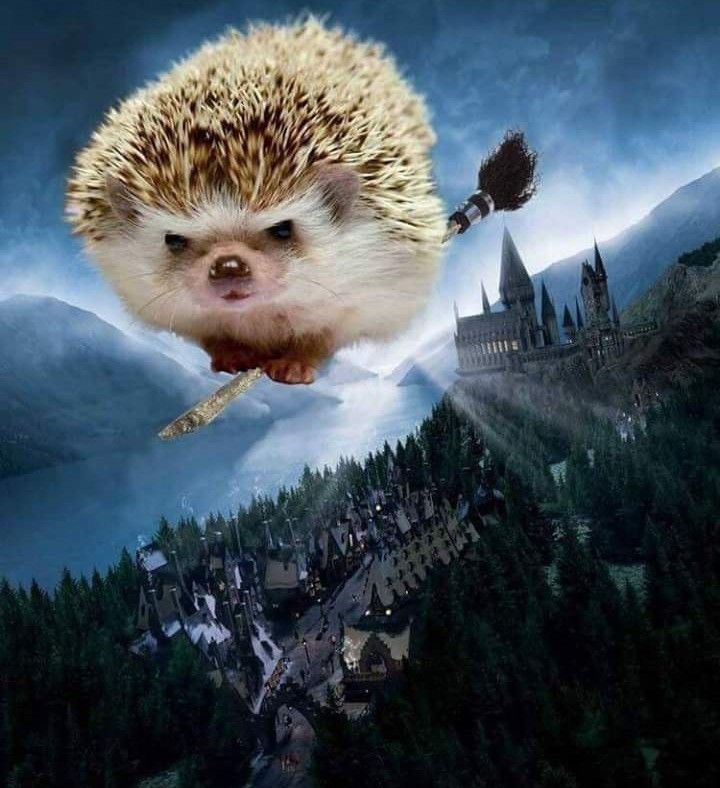 term image