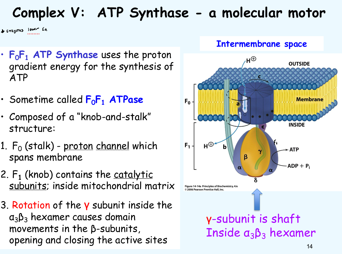 <ol><li><p>Each proton binds an Asp residue in an F0 channel</p></li><li><p>Rotation of F0 drives conformational changes in the F1 structure</p></li></ol><p></p>