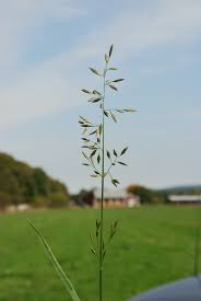 <p>Fescue</p>
