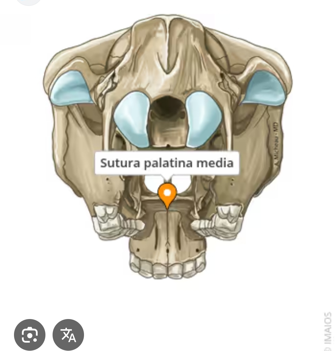 <p>sutura palatina media</p>