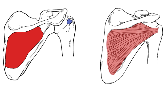 <p>Infraspinatus actions</p>