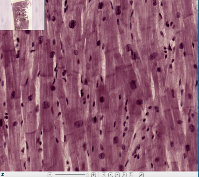 <p><span>In which of the following layers would this tissue be found?</span></p>