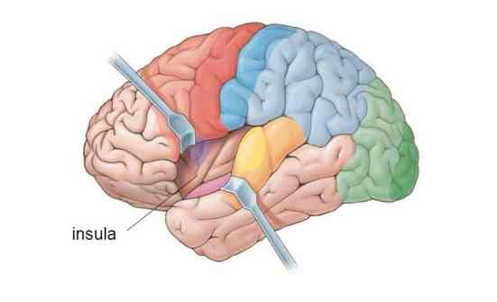 <p>En del af cortex gemt dybt i Sylvian fissure, forbundet til områder involveret i emotioner, som amygdala, medial frontal cortex og anterior cingulate cortex samt frontal-, parietal- og temporallappen involveret i hukommelse, opmærksomhed og kognition. </p>