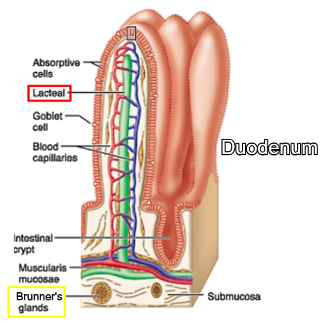 <p>Where are Brunner's gland found (brunner has a due of n’s)</p>