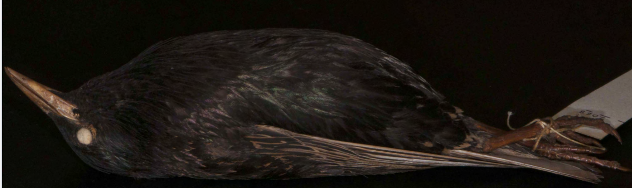<p>European Starling</p>