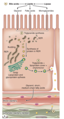<p>1. Bile acids and Lipase break down lipids into fatty acids, glycerol, and monoglycerides. </p><p>2. These lipid products are absorbed by the microvilli</p><p>3. Once in the enterocyte, the fatty acids undergo triglyceride synthesis in the SER</p><p>4. the triglycerides are packaged with proteins (which were made in the RER) in the golgi</p><p>5. these triglycerides+proteins are known as chylomicrons, which are then secreted into the lymphatic system.</p>