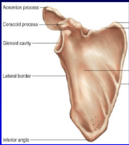 <p>2 scapulae: Articulates with humerus</p><p>2 clavicles: Articulates with sternum & scapula</p>
