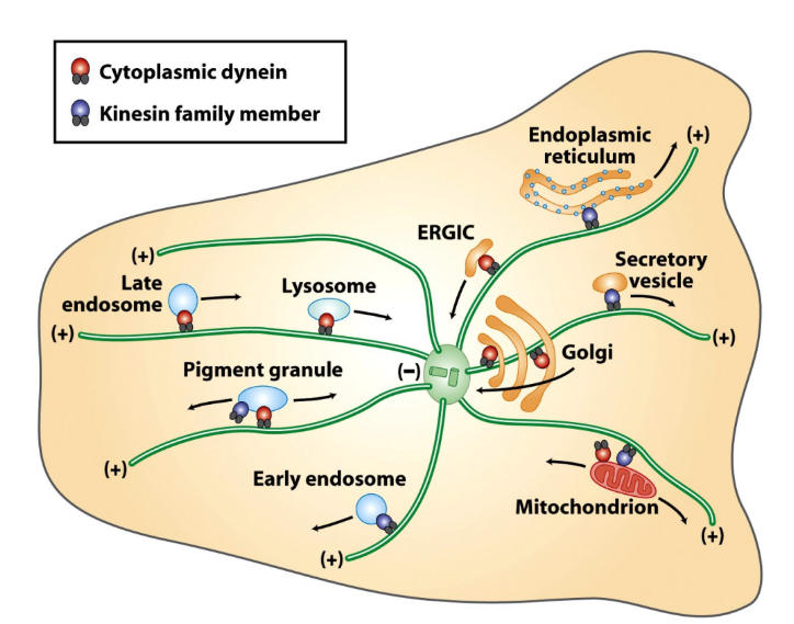 <p>Dynein → (-) direction </p><ul><li><p>Golgi @ centrosomes (-) ends</p></li></ul><p>Kinesins → (+) direction </p><ul><li><p>ER @ cell periphery (+) ends</p></li></ul><p></p>