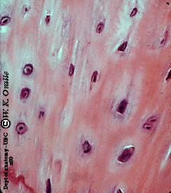 <p>name tissue </p>