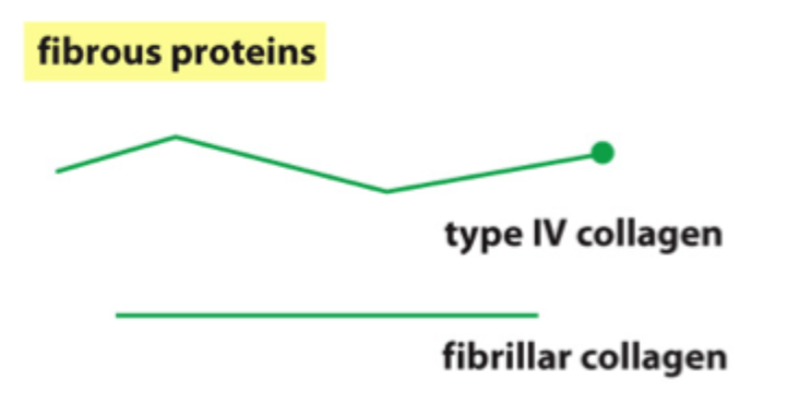 <p>Hvad er hovedfunktionen af fibrøse proteiner i ECM?</p>