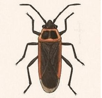 <p>What is the name of this bug </p>