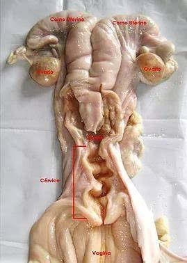 <p>Cérvix com 3 a 4 anéis cervicais. (pregas anulares) que servem como barreira física contra microrganismos.</p><p></p>