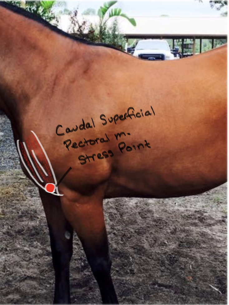 <p>Caudal Superficial Pectoral muscle, contraction causes adduction of foreleg. </p>