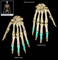 <p>articulate with the proximal and distal phalanges</p>