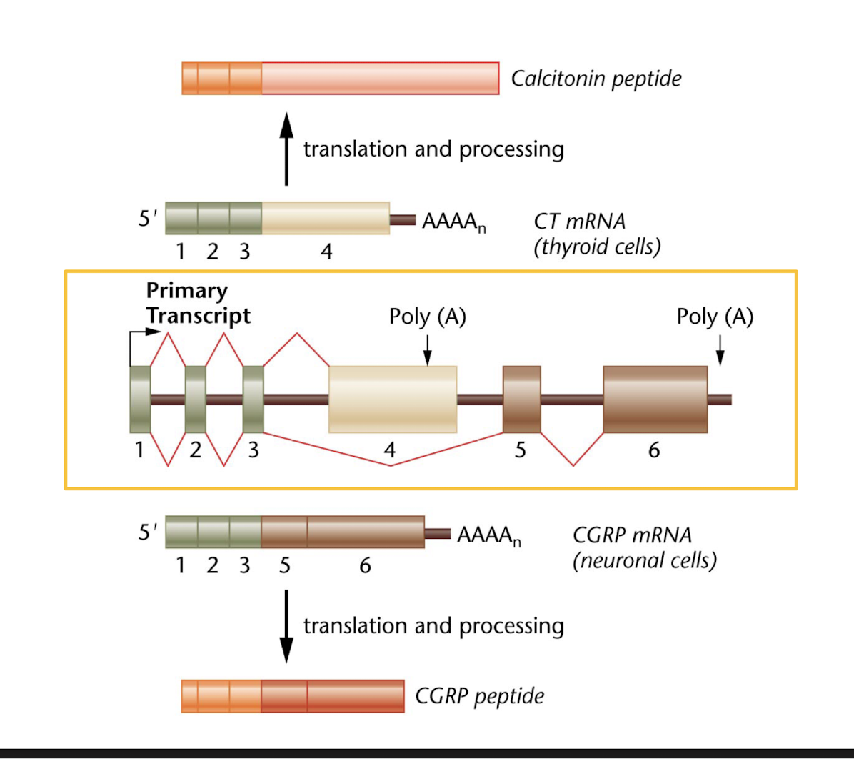<p>increases the number of proteins that can be made from a single mRNA transcript </p><p>number of proteins an organism can make is called its proteome </p><p>humans produce several hundred thousand different proteins from approximately 20,00 genes in the haploid genome by ___</p>