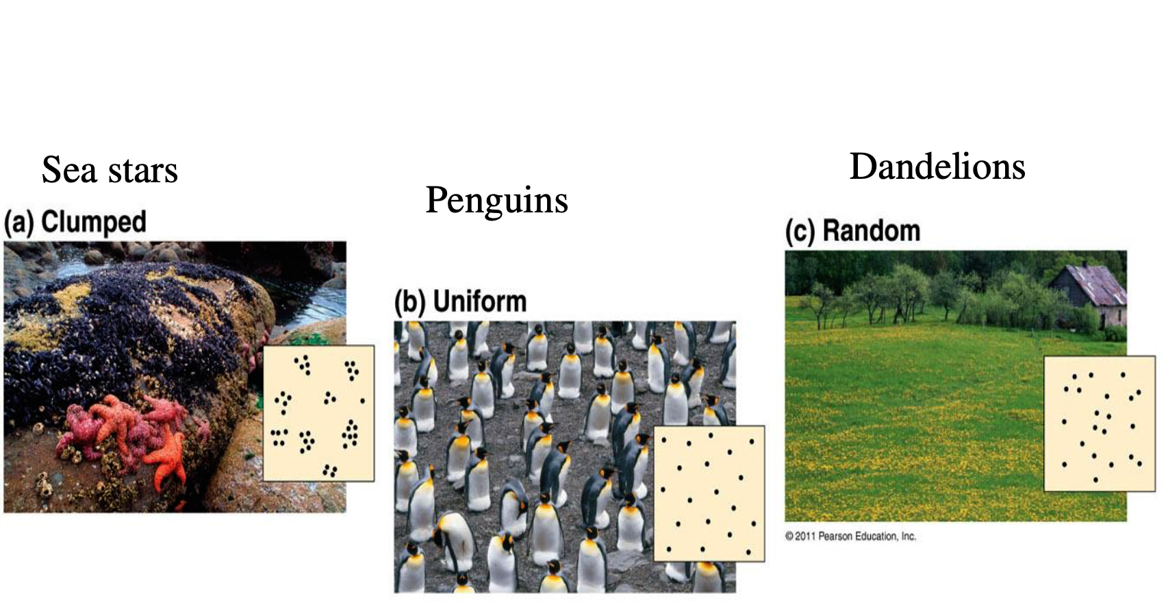 <p>What is <span style="background-color: transparent;">Population distribution</span></p>