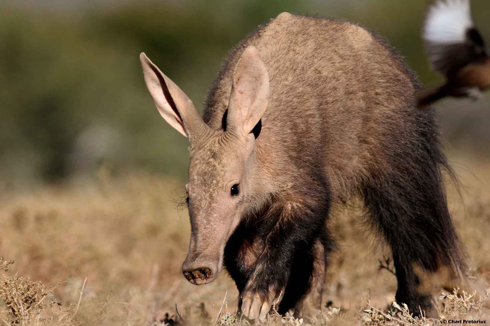 <p>Aardvark</p>