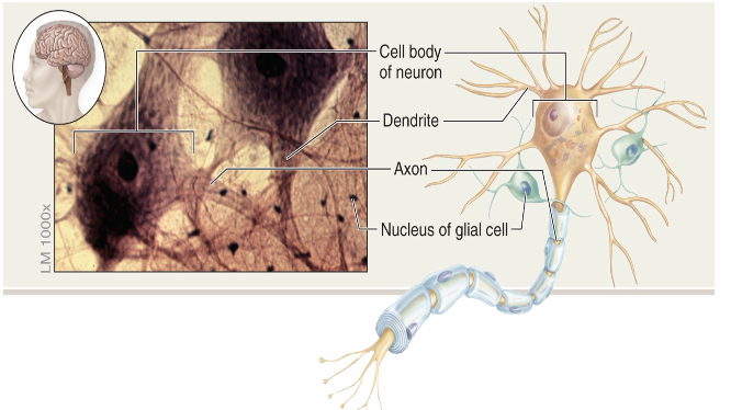 <p><strong>Nonexcitable supporting cells</strong> in nervous tissue that support and protect neurons.</p>