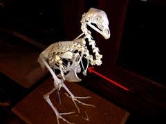 <p>wishbone, the fused clavicles of birds</p>