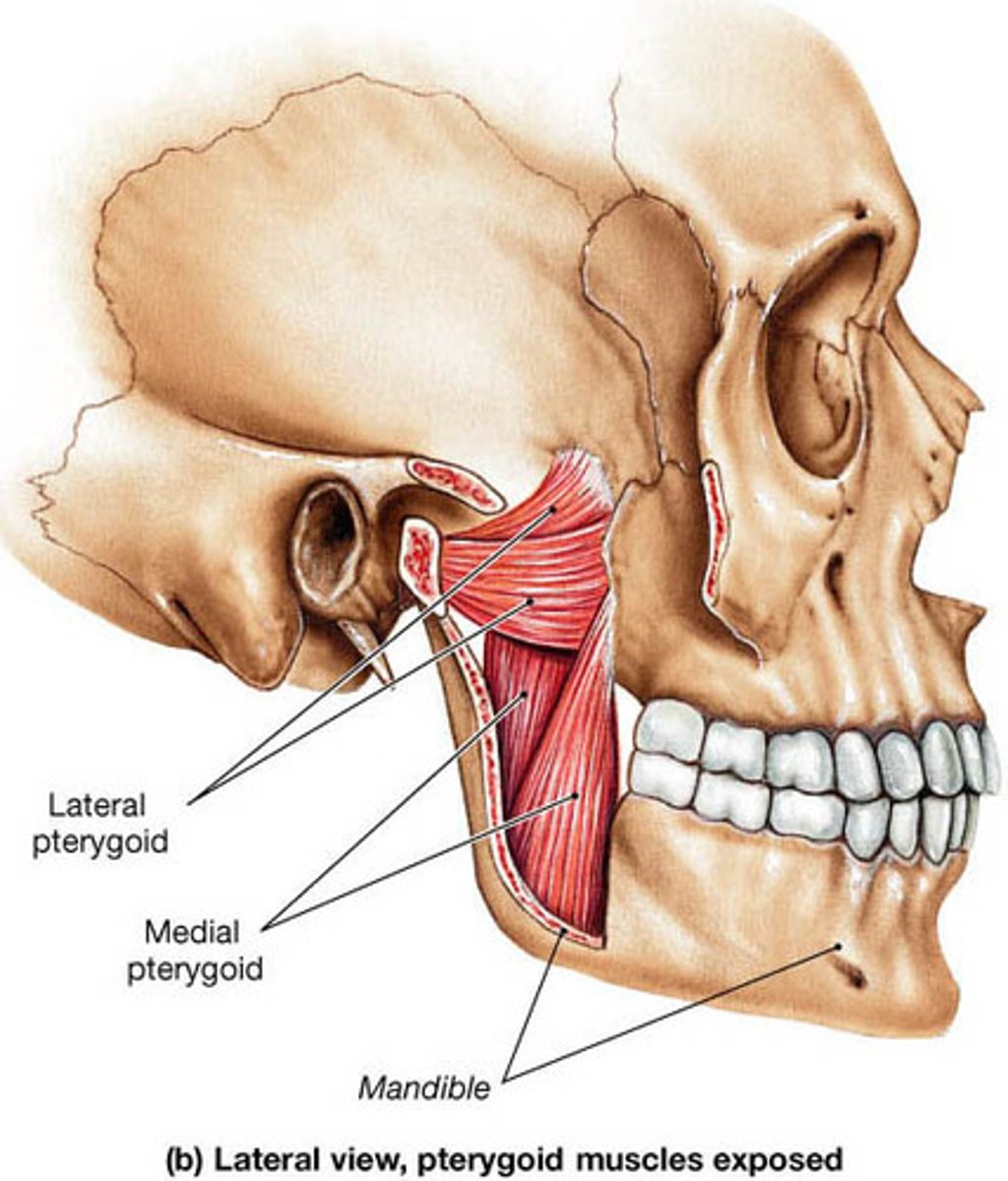 <p>Deep two-headed muscle that runs along internal surface of mandible; largely concealed by mandible</p><p>*Acts w/ lateral pterygoid to protract mandible and produce grinding (side-to-side) movements</p>