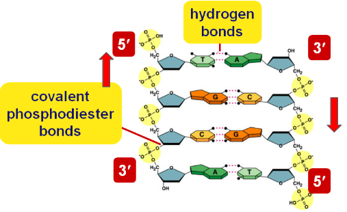 <p>DNA is antiparallel because the complementary strands run in opposite directions </p><p>(5’ → 3’ &amp; 3’ → 5’) </p>