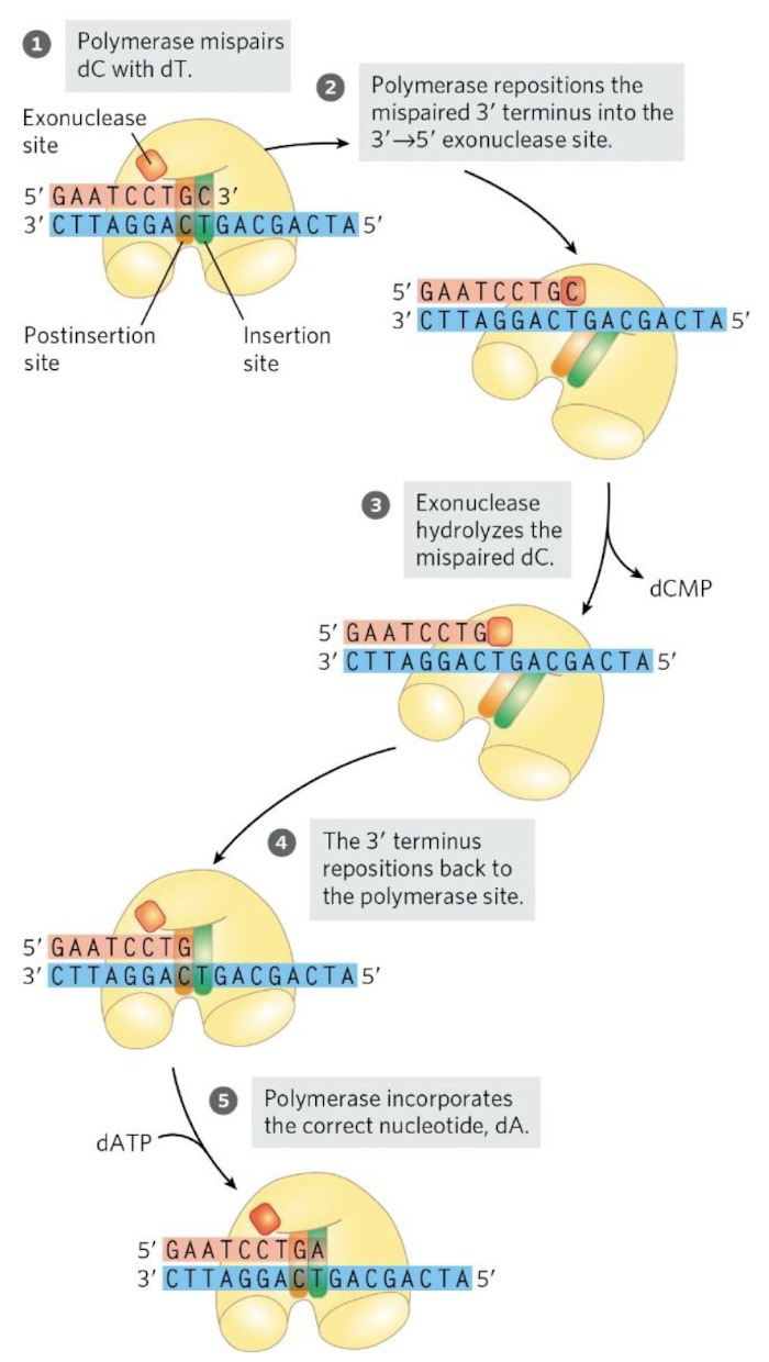 <p><strong>High-fidelity DNA polymerases</strong> can proofread; All DNA pol for genome replication for example, are high-fidelity</p><p>They contain two active sites:</p><ol><li><p>Typical catalytic site for DNA synthesis</p></li><li><p><strong>3’ → 5’</strong> <strong>exonuclease</strong> site for removing mis-incorporated nucleotides</p></li></ol><p>DNA synthesis is 5’ → 3’ while proofreading occurs 3’ → 5’</p>