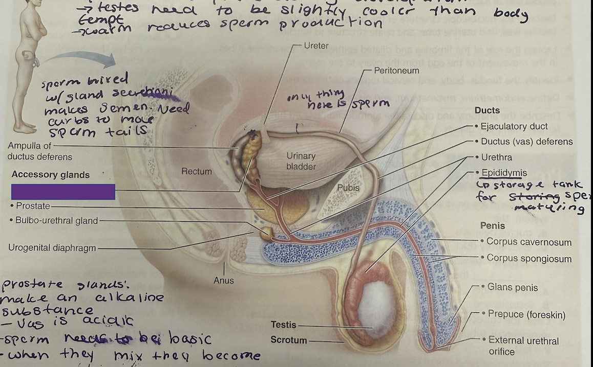 <p>What is this and its function?</p>