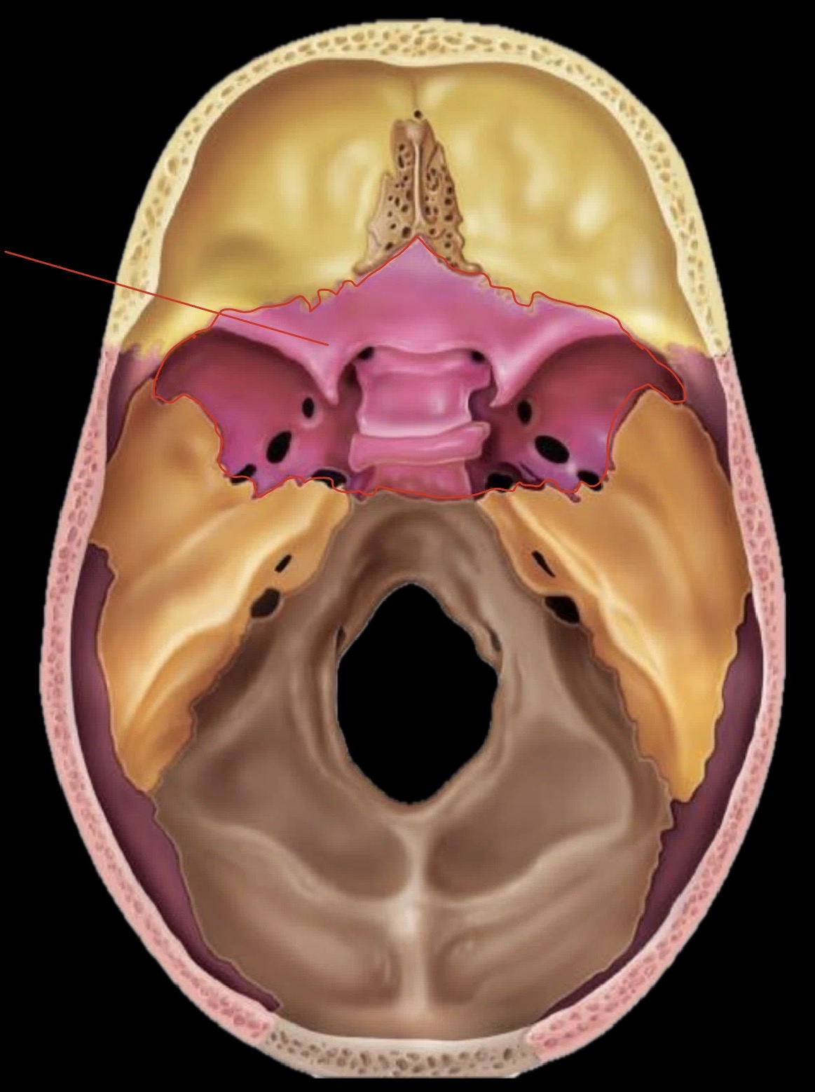 <p>What bone is this?</p>