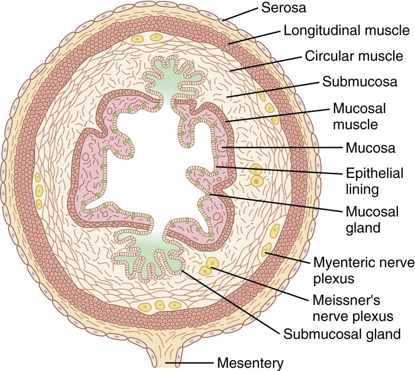 <p>serosa, muscularis externa, submucosa, mucosa</p>