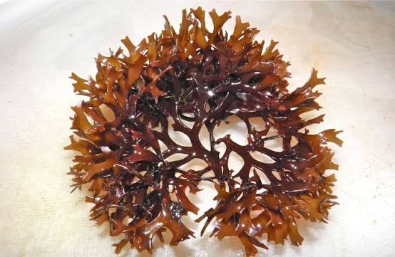 <p>red algae </p>