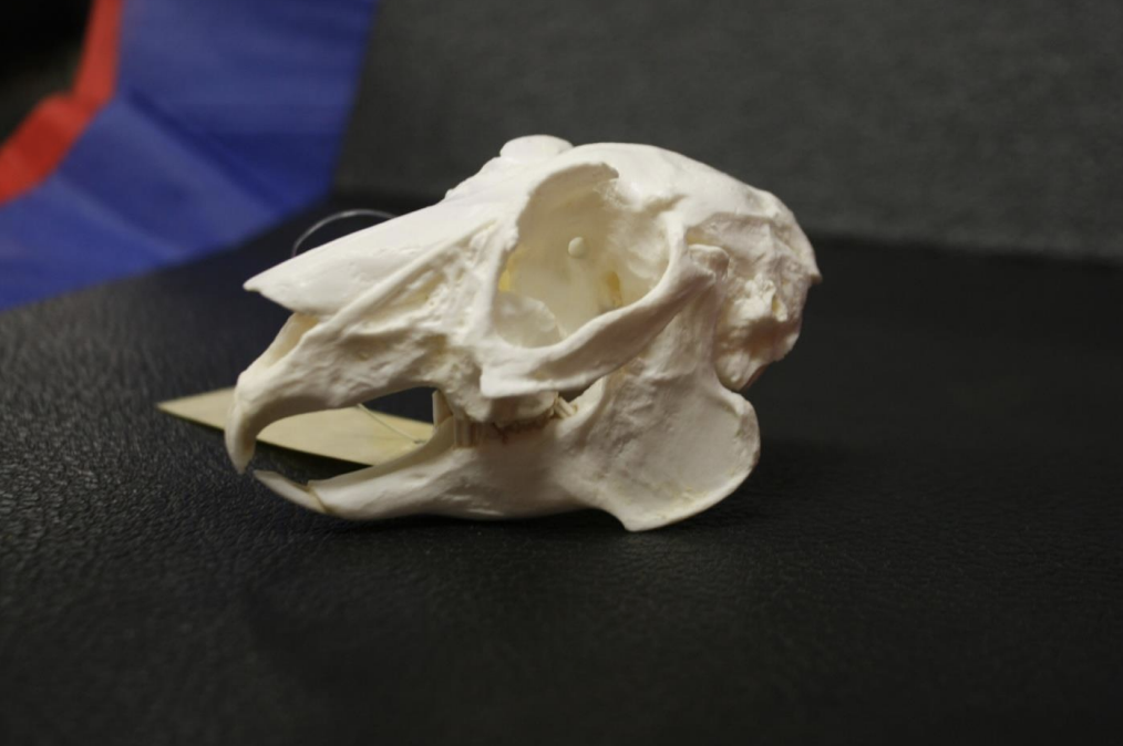 <p>Identify this skull</p>