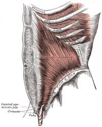 <p>abdominal wall and spine</p>