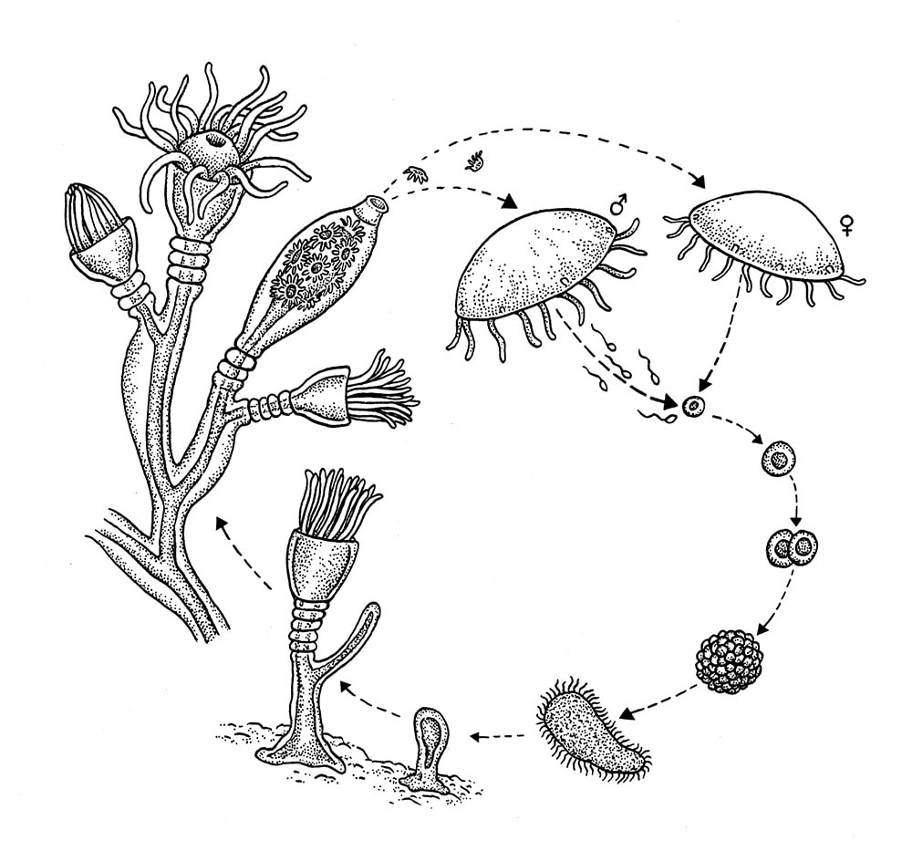 <p><span>2700 sp. (hydras, some corals &amp; Portuguese man-of-war); polyp &amp; medusa</span></p>