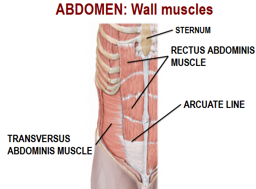 <p>Sternum, Rectus Abdominis Muscle, Transversus Abdominis Muscle, Arcuate Line</p>