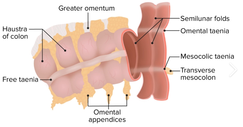 <ul><li><p>Omental appendices (fat filled pouches of peitoneum attached externally)</p></li><li><p>Taeniae coli (three longitudinal bands of smooth muscle)</p></li><li><p>Haustra (sacculations created by semilunar folds on internal surface)</p></li></ul><p></p>