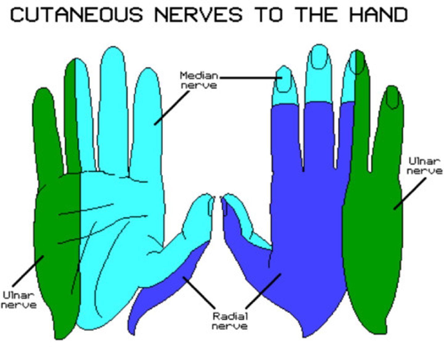 <p>1st interosseous muscle on dorsal surface of hand<br><br><span style="color: rgb(221, 201, 176);">- sensory + motor tests checking the 1st interosseous musc. on dorsal surface of hand </span></p>
