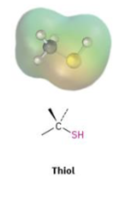 <p>Thiol Group (—SH bonded to Carbon)</p>