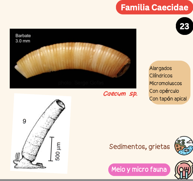 <p><strong>FILO </strong>Mollusca<strong><br>CLASE </strong>Gastropoda<br><strong>SUBCLASE </strong>Caenogastropoda<br><strong>ORDEN </strong>Littorinimorphia<br><strong>FAMILIA </strong>Caecidae<br><strong>GÉNERO </strong><em><u>Caecum sp</u></em><br><strong>NOMBRE COMÚN </strong>Caracol gusano<strong><br>CARACTERÍSTICAS </strong>Alargados, cilíndricos, micromoluscos, con opérculo, con tapón apical.<br><strong>RÁDULA </strong>Tenioglossa.<strong><br>ALIMENTACIÓN </strong>Meio y micro fauna<strong><br>HÁBITAT </strong>Sedimentos, grietas.</p>