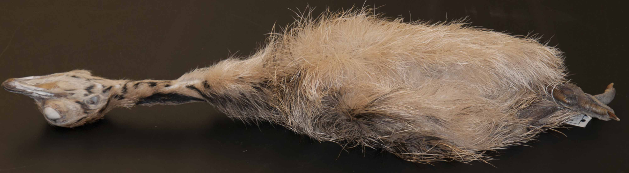 <p>Ostrich</p>