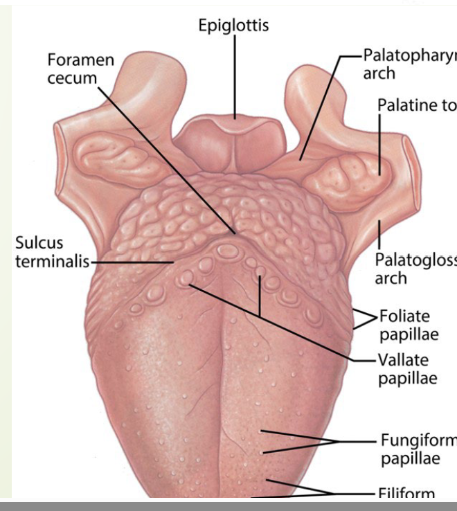 <p>Originates from tissue of 4th pharyngeal arch</p><p>Originates from Epiglottal swelling, swelling posterior to copula (posterior 1/3 of tongue)</p><ul><li><p>Innervation: branch of Vagus nerve, CN X</p></li></ul><p></p>