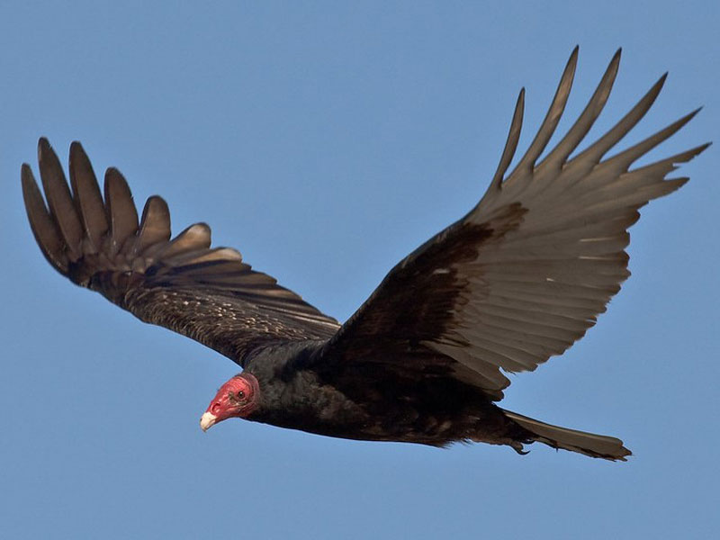 <p>What vertebrate is this?</p>