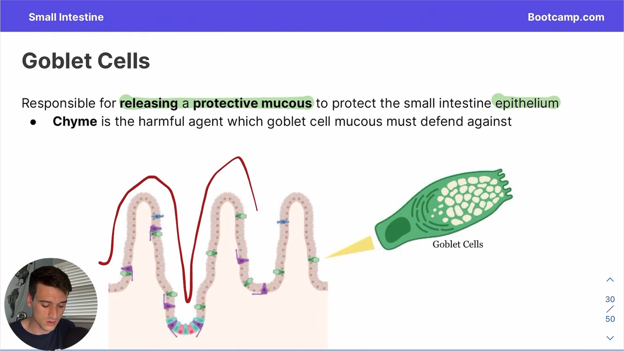 <p>they protect the small intestine epithelium from chyme</p>