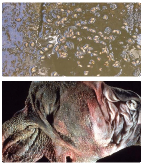 <p>History #1 →</p><ol><li><p>Rumen fluid pH < 5 and no motile protozoa with lots of G+ bacteria</p></li><li><p>Biochemistry = Increased PCV, metabolic acidosis and hyperlactaemia</p></li><li><p>Acidic urine</p></li><li><p>PM exam = Severe inflammation with rumen mucosal sloughing</p></li></ol><p></p>