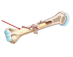 <p>A dense fibrous membrane covering the surface of bones (except at their extremities) and serving as an attachment for tendons and muscles.</p><p>Name this layer</p>