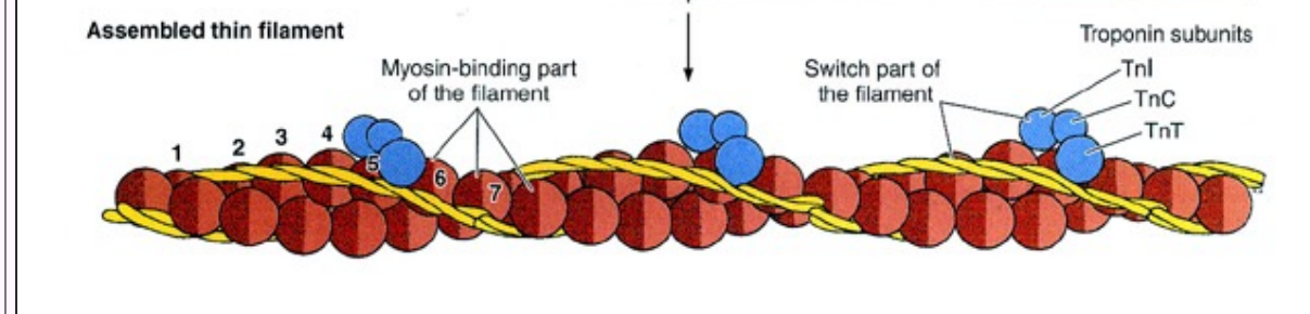 <p>F- actin</p><p>Tropomyosin</p><p>Troponin: 3 subunits → TnC binds to calcium, TnT bind to tropomyosin, TnL inhibits actin-myosin interaction</p>