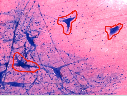 <p>what Cell(s) is this?</p>