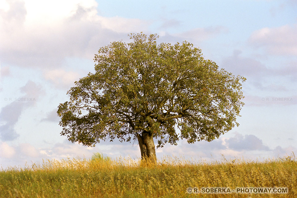 <p>tree</p>