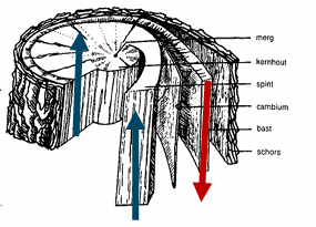 knowt flashcard image