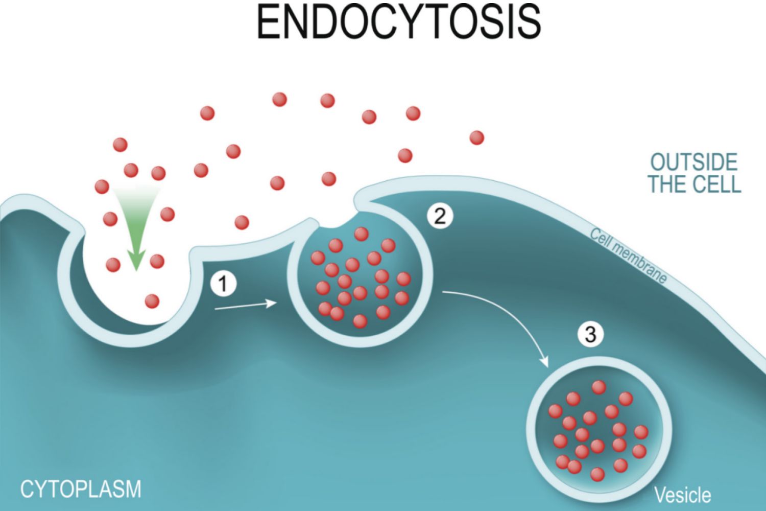<p>Movement of material from the extracellular space into the interior of the cell.</p>