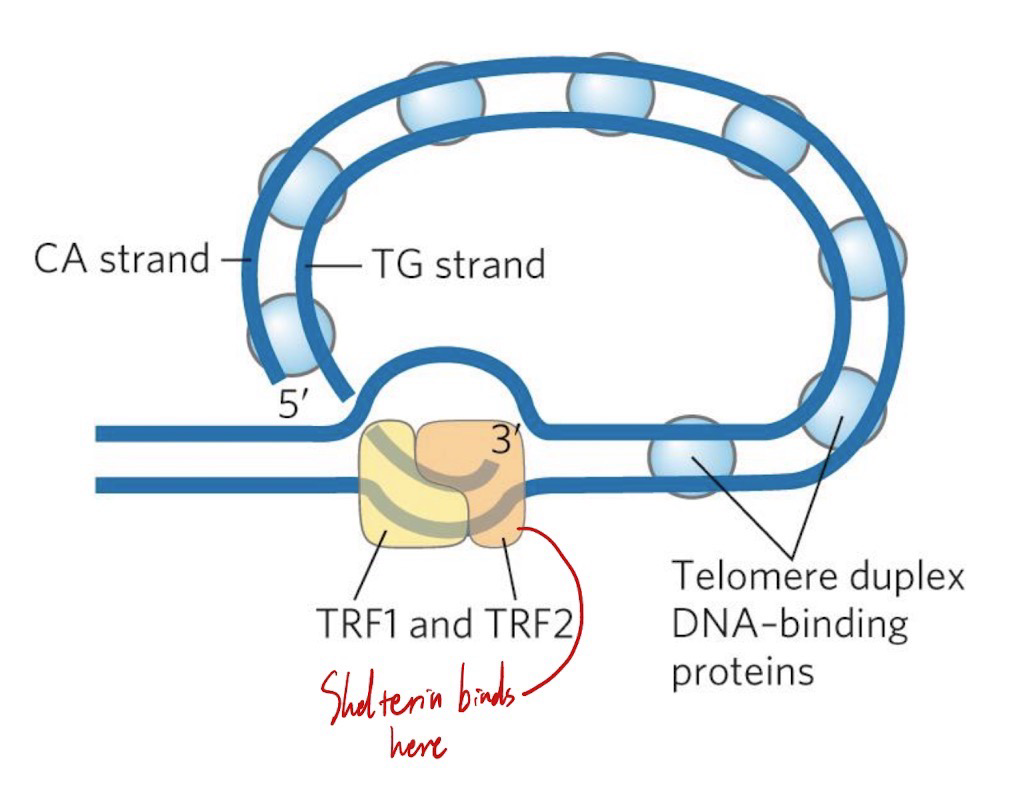 <p><strong>T-loops</strong> are specialized structures that sequester the single-stranded end of the telomere by <strong>base</strong> <strong>pairing</strong>, which protects the<strong> 3’ ends</strong> from <strong>nucleases</strong> and <strong>repairing</strong> <strong>enzymes</strong></p><p>Proteins are bound to the telomere to form the <strong>T-loop</strong>; <strong>Shelterin</strong> proteins protect the single-stranded 3’ end in the DNA duplex; TTAGGG repeat factor, TRF1 and TRF2 bind the looped DNA</p>
